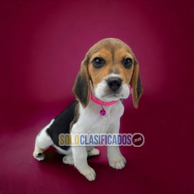 BEAGLE HARRIER AVAILABLE HERE... 