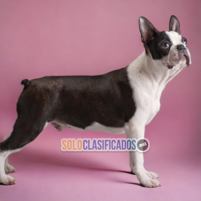 Juguetones y Encantadores cachorros Boston Terrier... 