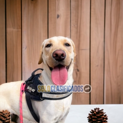 BEAUTIFUL LABRADOR RETRIVIER... 