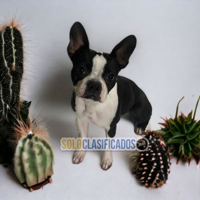 BOSTON TERRIER FRIEND FOR YOU AND YOUR FAMILY... 