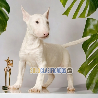 BULL TERRIER HAPPINESS FOR YOUR HOME... 
