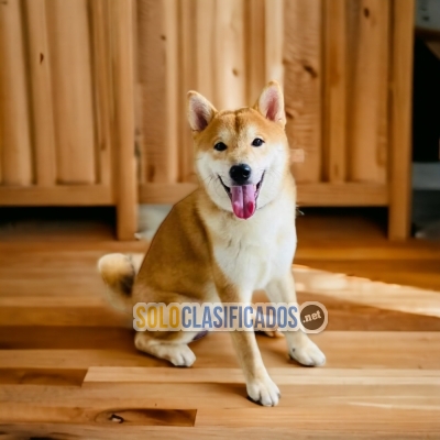 Beautiful puppies available AKITA INU!!!... 