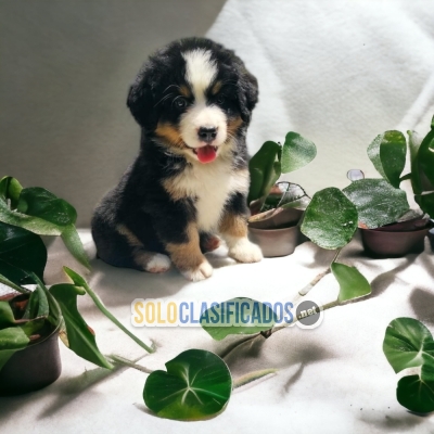 CUTE BERNES DE MONTAÑA PUPPY FOR SALE... 