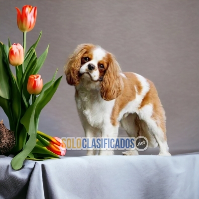 Cavalier King... 