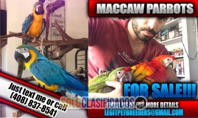 Maccaw parrots for a new home now!... 