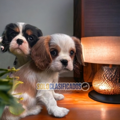 01CACHORRO CAVALIER KING... 