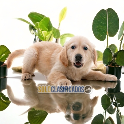 BEAUTIFULL GOLDEN RETRIEVER   PETS AVAILABLE NOW... 