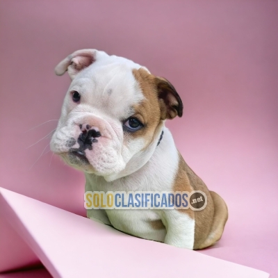 BEAUTIFUL PUPPIES ENGLISH BULLDOG... 