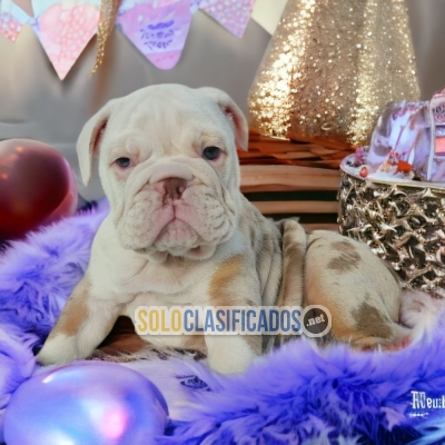 Beautiful puppies available BULL DOG  INGLES  EXOTICO with the be... 