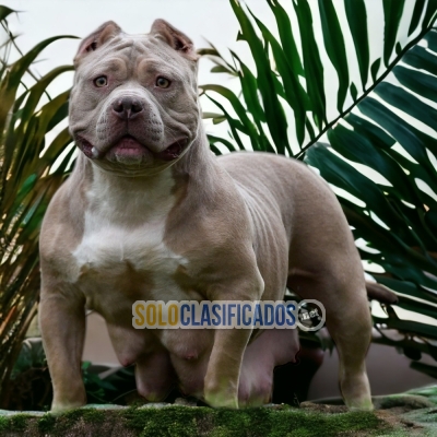 DOGS AMERICAN BULLY M AVAILABLE... 