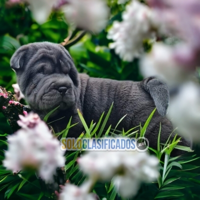 Shar Pei Great Puppies Waiting For you... 