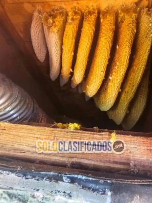 Solo Clasificados - Henrys     Bees     Removal      Service - imagen: 5