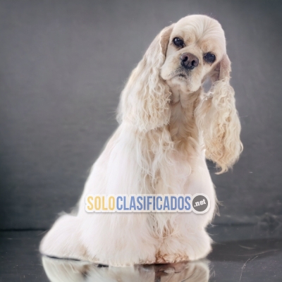 AMERICAN COCKER SPANIEL AVAILABLE IN NORTH CAROLINA... 