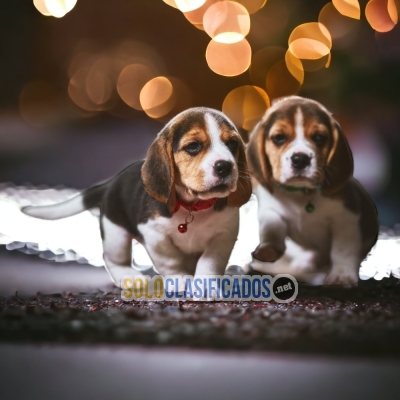 2 BEAGLE POCKET AMERICANO... 