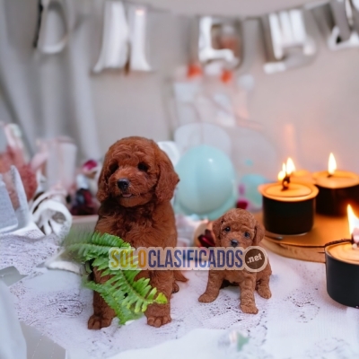 French Poodle Red Nobles Cachorros Para Su Hogar... 