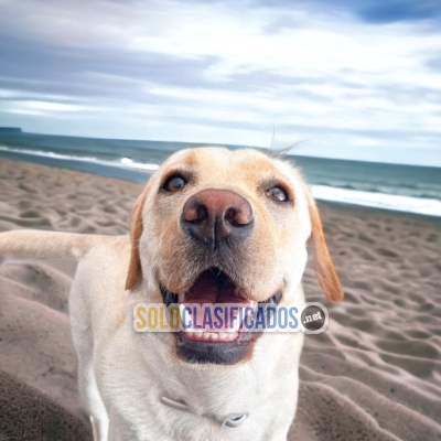 Perro de raza: LABRADOR RETRIEVER... 