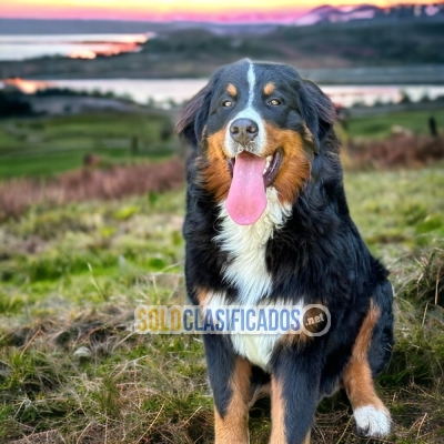Bernese Mountain Dog Great Puppies... 