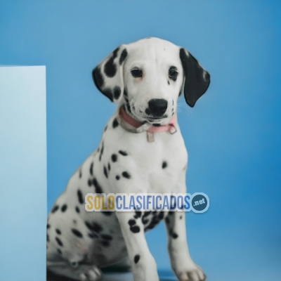 PRECIOSO CACHORRO DALMATA DISPONIBLE AL MEJOR PRECIO PARA TI... 