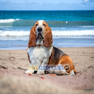 Basset Hound Maravillosos Cachorros disponibles... 