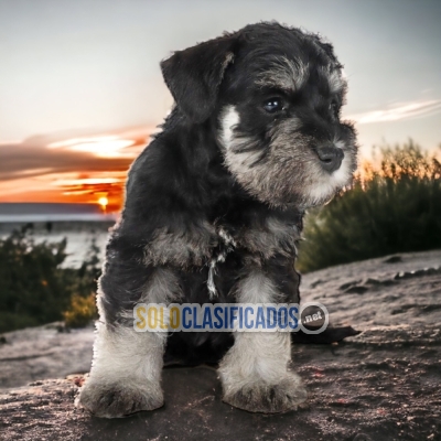 SCHNAUZER MINI    IT WILL BE YOUR COMPANION AND BEST COMPANY FROM... 
