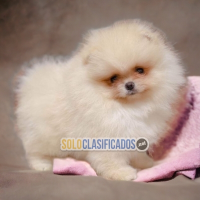 HERMOSO POMERANIAN  DISPONIBLE AQUI  COMPRALO AHORA... 