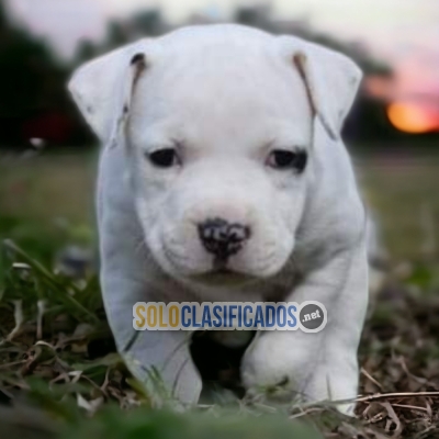 GORGEOUS PUPPIES AMERICAN STAFFORD... 