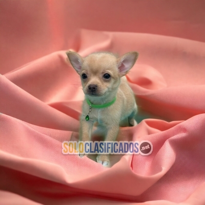 Precioso cachorro Chihuahua Cabeza de Manzana... 