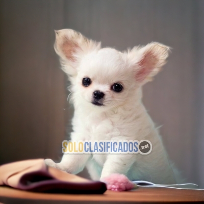 CHIHUAHUA PELO LARGO  IDEAL FOR YOUR HOME... 