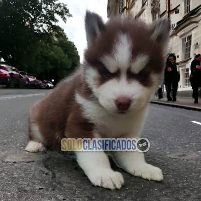 PRECIOSOS HUSKY SIBERIANO ilinois... 