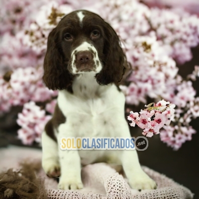 HERMOSO SPRINGER SPANIEL DISPONIBLE  PARA TI... 