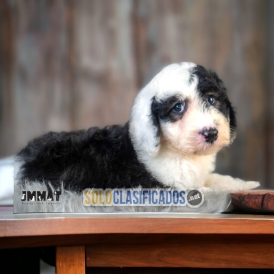 PUPPY ENTERS CANICHE GIGANTE... 