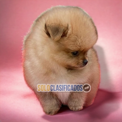 POMERANIAN       IT WILL BE YOUR COMPANION AND BEST COMPANY FROM ... 