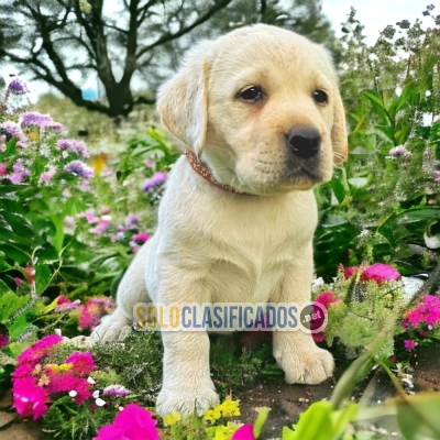 LABRADOR RETRIEVIER    YOUR BEST COMPANY FROM TODAY++... 