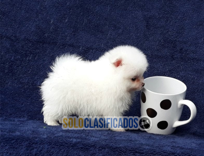 Solo Clasificados - Hermosos cachorros Pomerania 