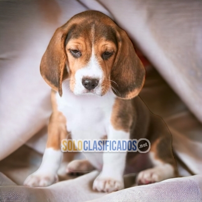 BEAUTIFULL BEAGLE HARRIER  AVAILABLE NOW... 