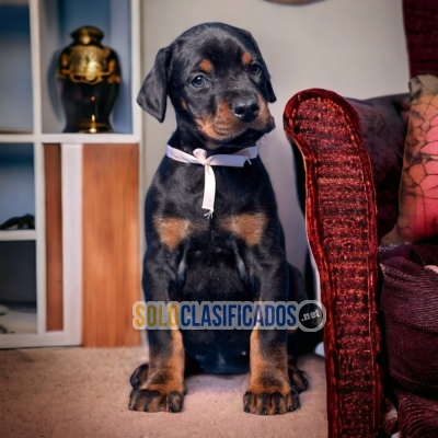 Hermoso DOBERMAN para tu hogar... 