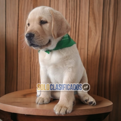 Labrador Retrievier hermosos Cachorros... 