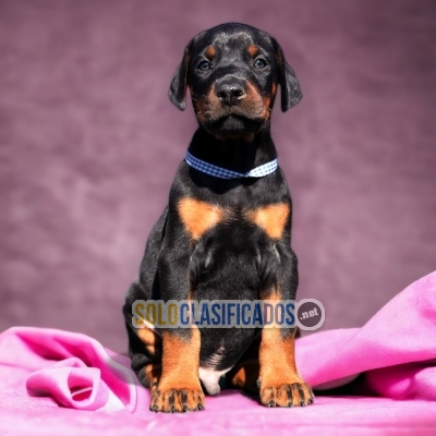 DOBERMAN GRANDE NEGRO FUEGO AVAILABLE NOW  THE BEST PRICE... 