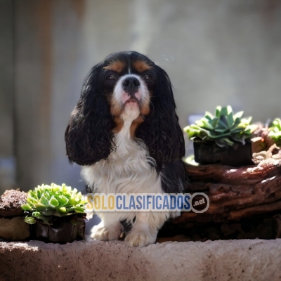 Preciosa raza disponible en el mercado! Cavalier King Charles... 