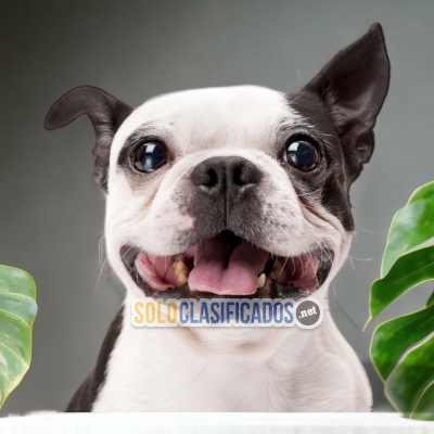 BOSTON TERRIER A FURRY FOR YOUR HOME... 