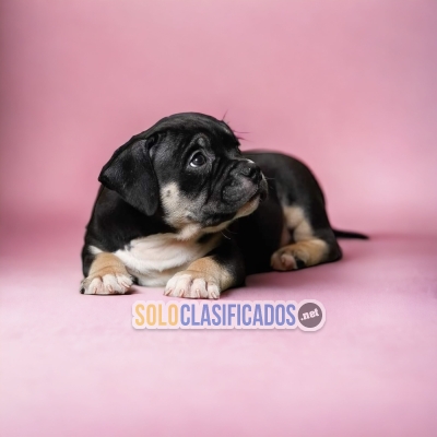 Beautiful puppies available now: AMERICAN BULLY... 