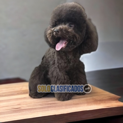 DISPONIBLES/AVAILABLE FRENCH POODLE CHOCOLATE... 