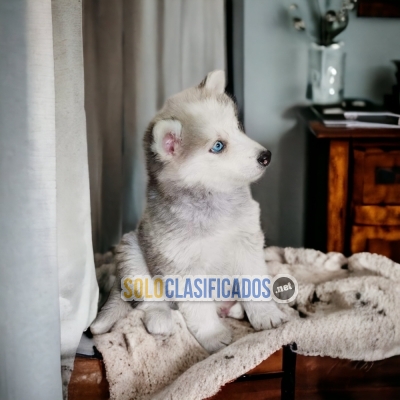 Husky Siberiano Beautifu and Fine Puppies... 