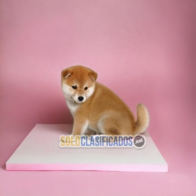 AKITA INU (JAPONÉS)     IT WILL BE YOUR BEST COMPANY FROM NOW ON... 
