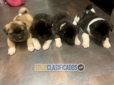 Venta de cachorros akita americano blanco y negro al mejor precio... 