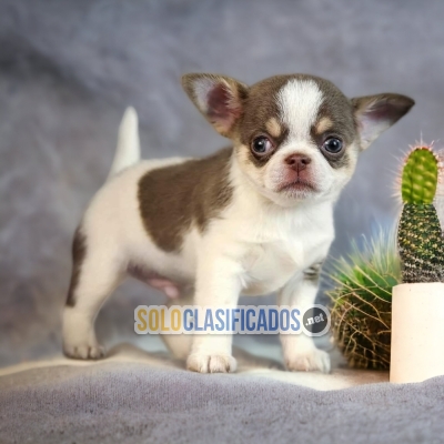 Chihuahua Cabeza de Manzana Pequños Y Eapectaculares Cachorros... 