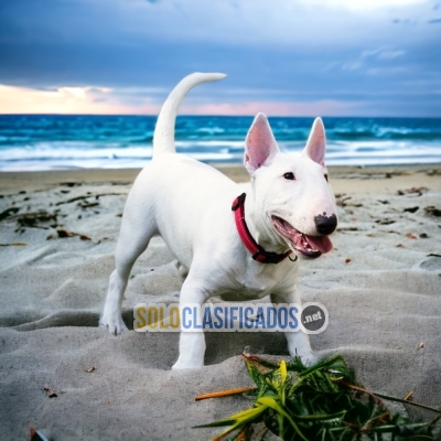 Bull Terrier Amazing Puppies... 