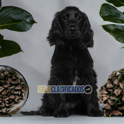 COCKER SPANIEL INGLÉS  HAPPINESS FOR YOUR HOME... 