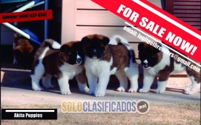 AKITA PUPPIES LOOKING FOR A LOVELY HOME... 