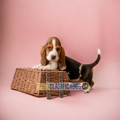 Cute BASSET HOUND   para tu hogar... 